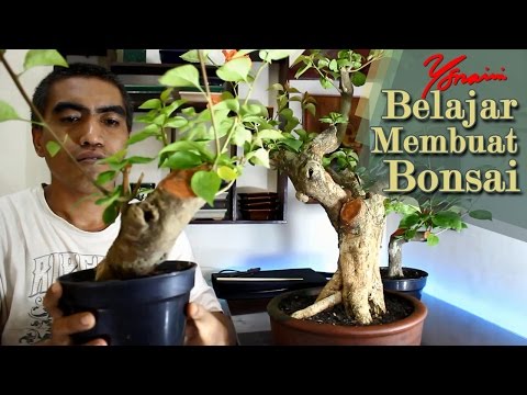 download lagu mp3 mp4 Cara Membuat Bonsai Bunga Kertas, download lagu Cara Membuat Bonsai Bunga Kertas gratis, unduh video klip Cara Membuat Bonsai Bunga Kertas