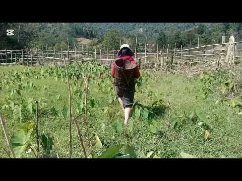 Pebkev noj ua hau nyob toj siab nawb