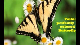 Cat Ivan loves to chase butterflies. As any inquisitive cat he recently asked me where butterflies come from. I didn't know. Thank goodness I found a YouTube video that explained the secret. Boy, was I relieved and Cat Ivan happy. Only question he had?
"Do they come in Tuna flavor,dad?"
Enjoy.- rate - hate - like - share - fave- purrs & meows from Cat Ivan =^.^=