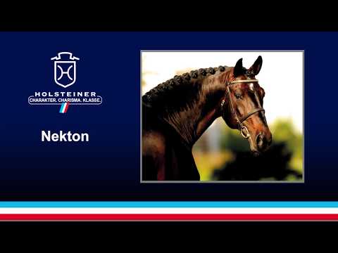 Nekton v. Nimmerdor - Coriano | 2018