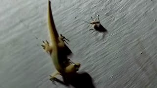 Lizard Kiss His Lover at Night