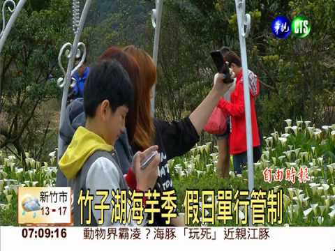 竹子湖海芋季 假日單行管制