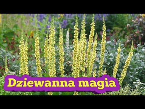 143. Dziewanna Właściwości Magiczne :-)
