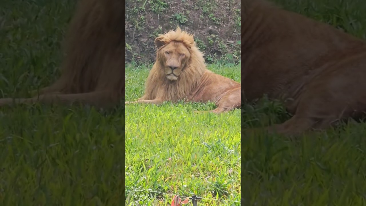 YouTube Short thumbnail