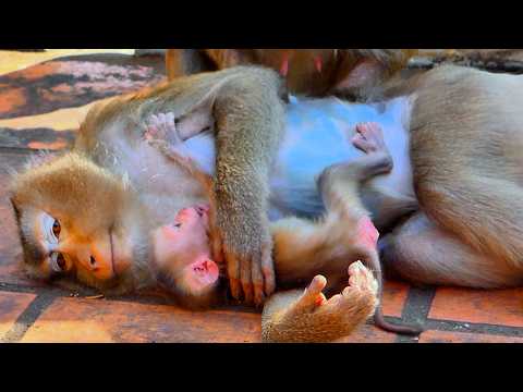 Sweet and Peaceful Moment — Baby Monkey Lies Down and Hugs Mama While Nursing 🐒💛.