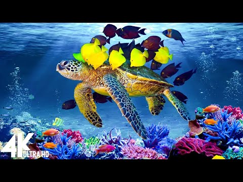 3 HRS of 4K Turtle Paradise - Undersea Nature Relaxation Film + Piano Music by Relaxing The Soul #3