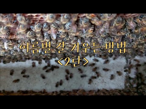 , title : '[양봉일기] 여름벌 잘 키우는 방법 2탄'