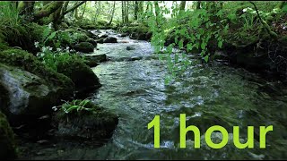 Nature Sounds of a Forest for Relaxing-Natural Soothing Sound of a Waterfall & Bird Sounds
