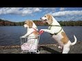 Dogs' Epic Shopping Cart Voyage: Funny Dogs Maymo & Penny Dogs' Epic Shopping Cart Voyage: Funny Dogs Maymo & Penny