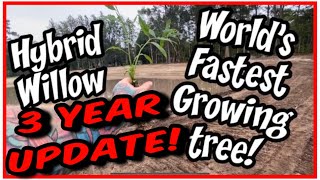 Fastest Growing Trees - 3 Year Update - Hybrid Willow & Leyland Cypress