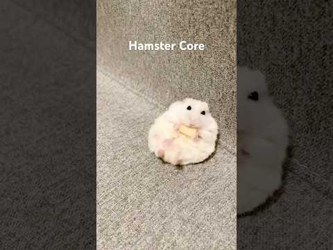 Hamster Core #animalshorts #animals #cuteanimals #hamster #hamsters