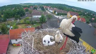 28e day White Storks Hungary