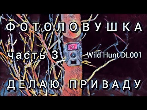 Устроил солонец-кормушку перед фотоловушкой / Река Ик / Wild Hunt DL001