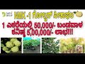 Nmk Golden Custard Apple