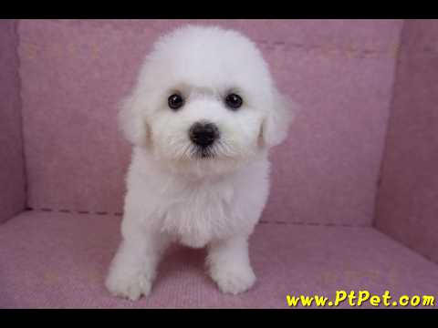 07/22比熊犬母幼犬2號(屏東新園)