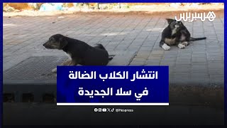 انتشار الكلاب الضالة في سلا الجديدة.. ساكنة المدينة تطالب المسؤولين بالتحرك لرفع الضرر thumbnail
