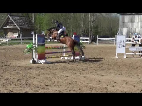 Eddy 4y (Eldorado x Spartacus) 1 place 4y old class