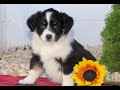 Miniature Australian Shepherd dogs for sale: Tanisha  - Video 1