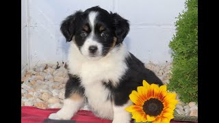 Video preview image #1 Miniature Australian Shepherd Puppy For Sale in OXFORD, PA, USA