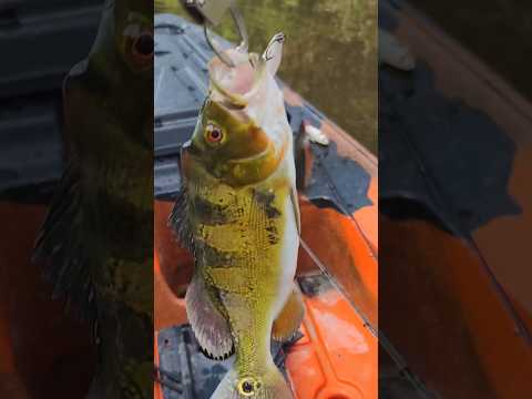 Pescaria hoje foi no Paraná Pentecoste #acre #pescaria #cruzeirodosul #peixesamazonicos #tucunare