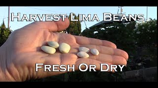 How To Harvest Lima Beans - Fresh or Dry