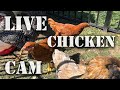 Hungry Hens - Live Chicken Coop Cam! - Live Animal Cam where you can feed us!