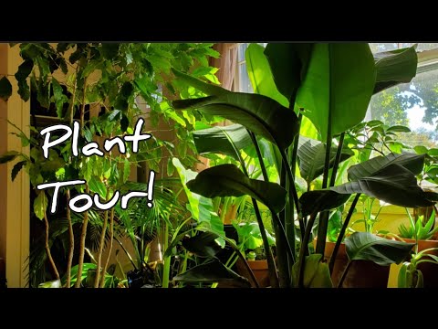 Living Room Jungle Plant Tour 2020