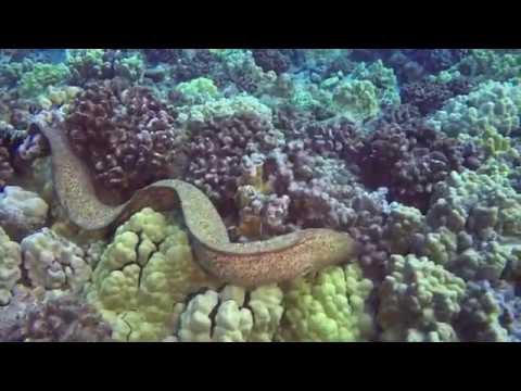 Moray Eel Eats Octopus