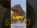 Top 10 Strongest Animal In World Tiger Lion Short