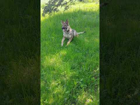 Liesel Looks Ready To Pounce! #puppylife #germanshepherd #sillypuppy #happypuppy #shorts