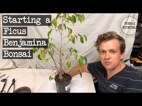 Bonsai paraziták - hircityvideo.hu