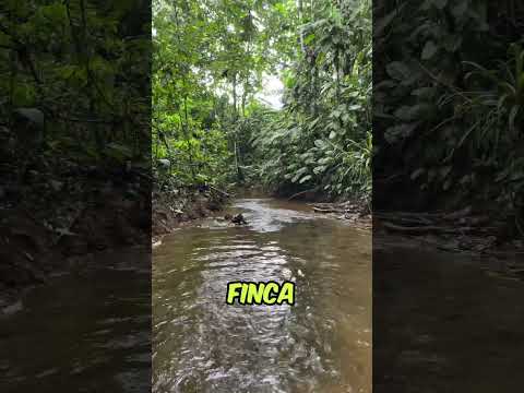 ¡Finca cacaotera en venta en Santo Domingo de los Tsáchilas, Ecuador!