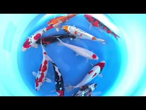 JKS-125 Aokiya nisai mix