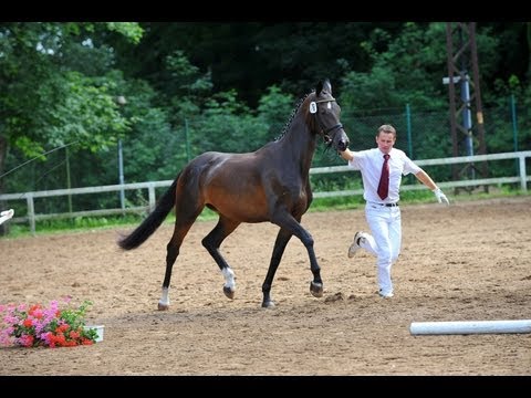 Stute von Monteverdi x Gribaldi, geb.2008, St.Pr.u.Pr.St. "Zauberkrone"