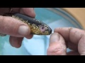 DOA Lures: How to tie a loop knot - DOA Lures DOA Lures: How to tie a loop knot