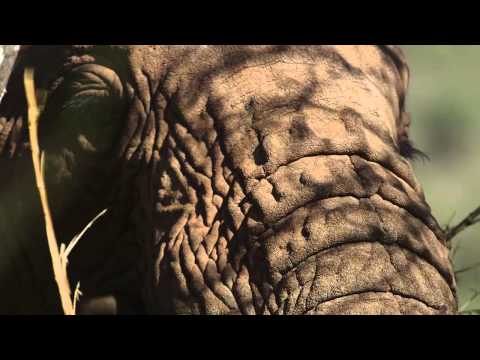 Elephant Eating