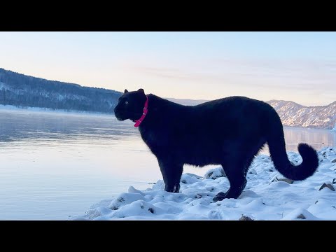 We're on the trace with Luna the panther and Venza 🐾🦌(ENG SUB)