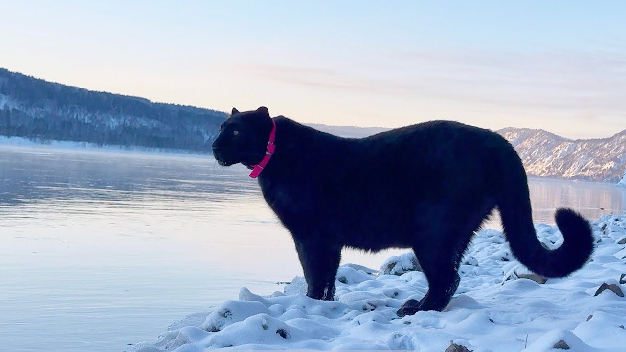 We're on the trace with Luna the panther and Venza 🐾🦌(ENG SUB)