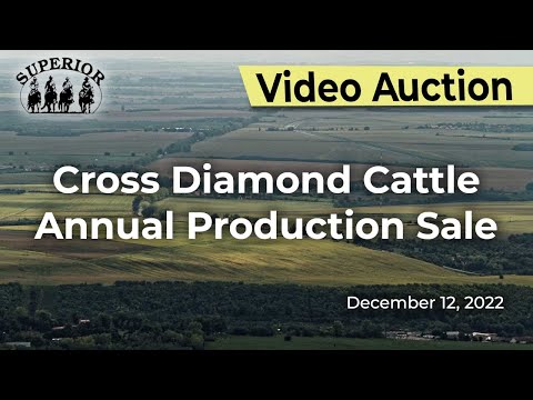 Cross Diamond Cattle Annual Production Sale