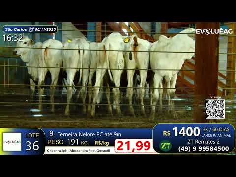 Lote 36 - São Carlos 08/11/25 | Cabanha Ipê