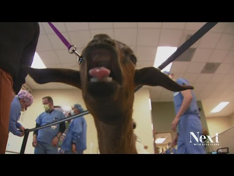 Good news Friday stars baby goats at St. Joseph Hospital in Denver
