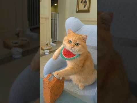 Chahat Fateh Khan 3 🤣🤣🤣