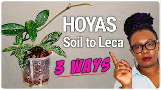 3 Hoyas, 3 Methods for Soil to LECA, Which Wins?