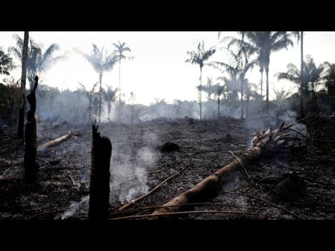 New video shows Brazil's charred Amazon rainforest as emergency efforts ramp up