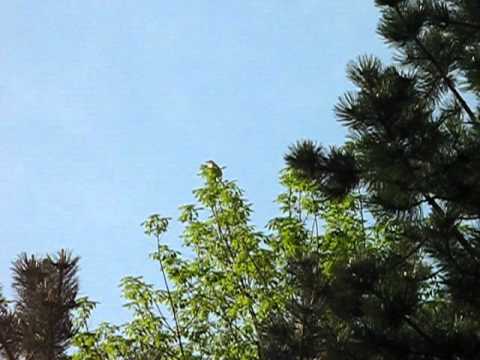 Wood Thrush male singing in Rhonda's Woods