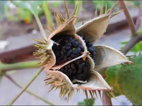 A férgek Datura kezelése