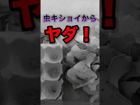 カメレオンの寿命はどのくらいですか?