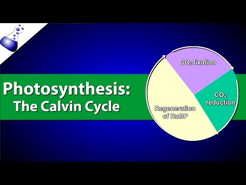 The Calvin Cycle