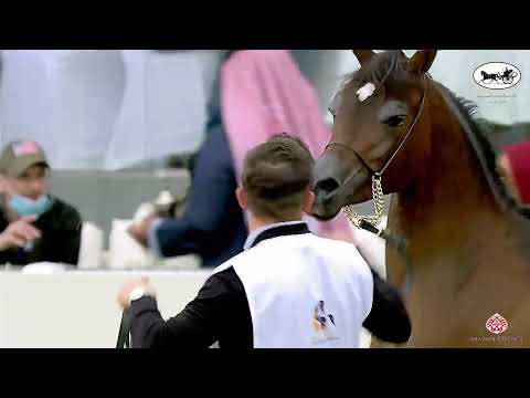 N 266 SALMAN AL HINDAL   Kuwait Purebred Arabian Horses Show 2022   Colts 2 Years Old Class 5A