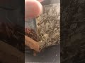 Hulk Hogan Bubble bath by Ash